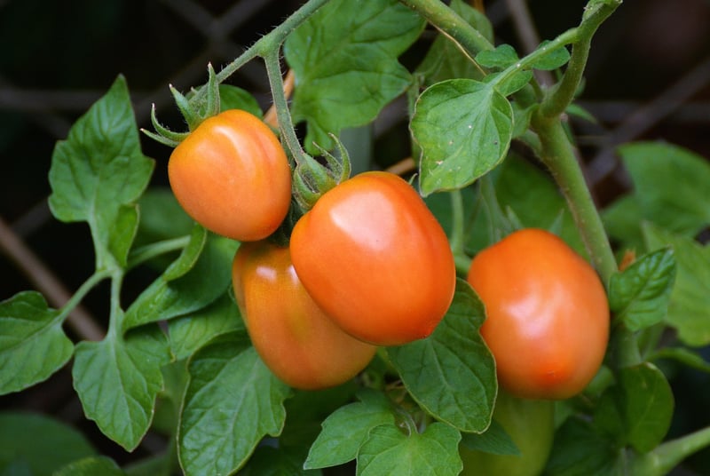 Trellis for Climbing Plants